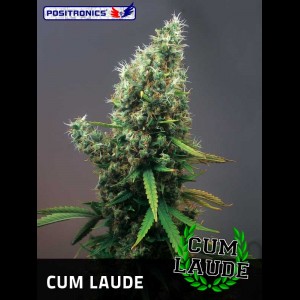 Cum Laude Hanf Samen