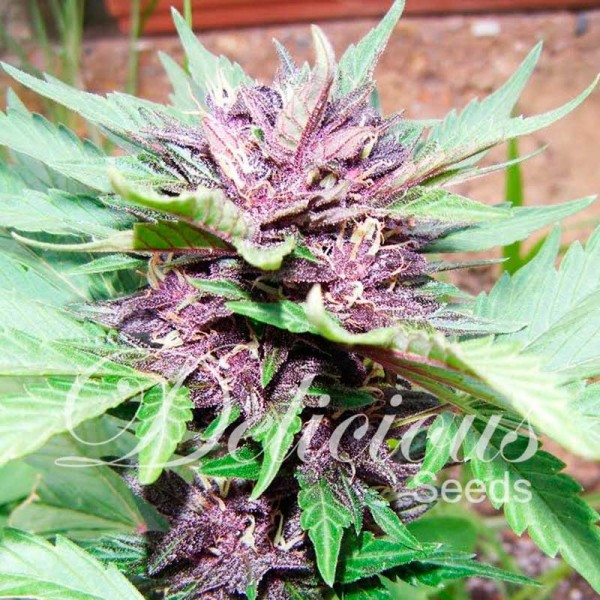 Dark Purple Auto Hanf Samen