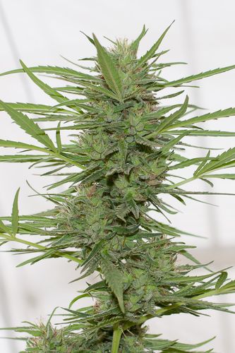 Dedoverde Haze Autoflowering Hanf Samen