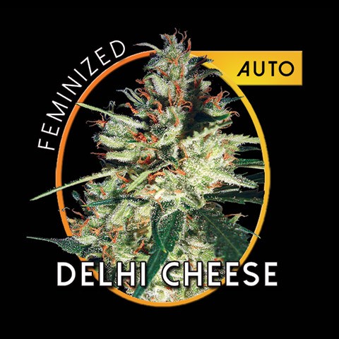 Delhi Cheese Hanf Samen