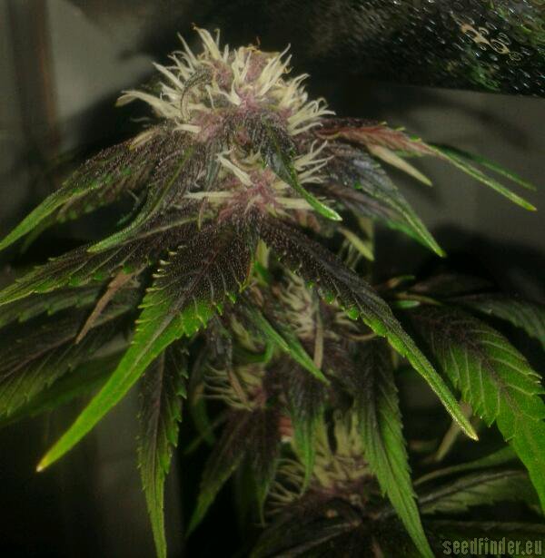 Devil Cream Auto Hanf Samen