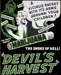 Devils Haze Hanf Samen