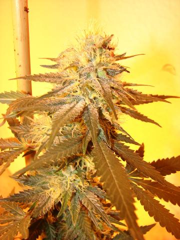 Diablo OG Kush Storm Hanf Samen von Riot Seeds Hanfsamen kaufen