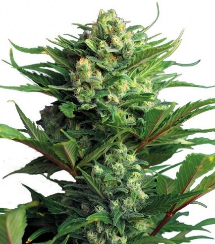 Diesel Autoflowering Hanf Samen