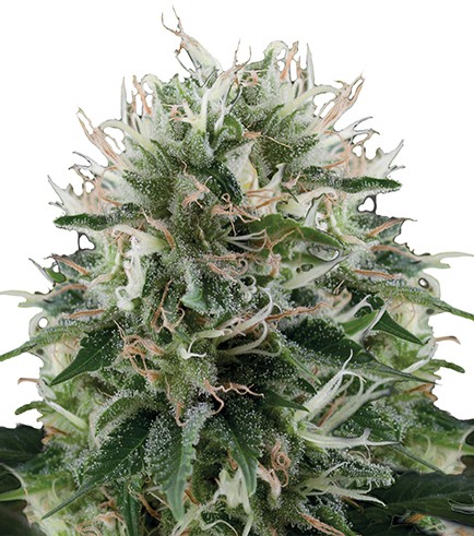 Diesel Kush Hanf Samen