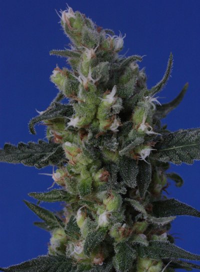 Dr. Grow's White Russian Hanf Samen