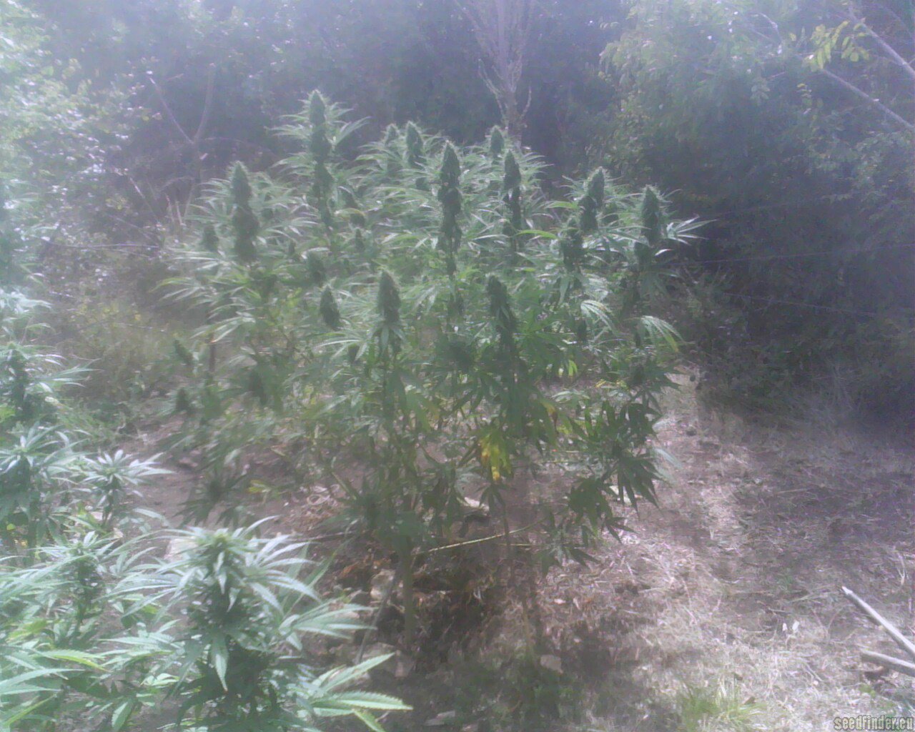 Durban Poison Hanf Samen