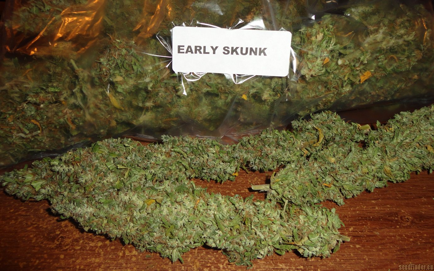 Early Skunk Hanf Samen