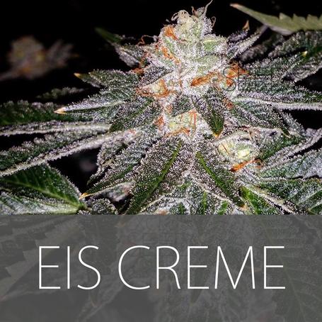 Eis Creme Hanf Samen