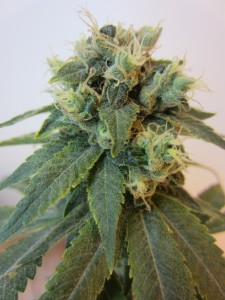 Emerald OG x Headband Hanf Samen