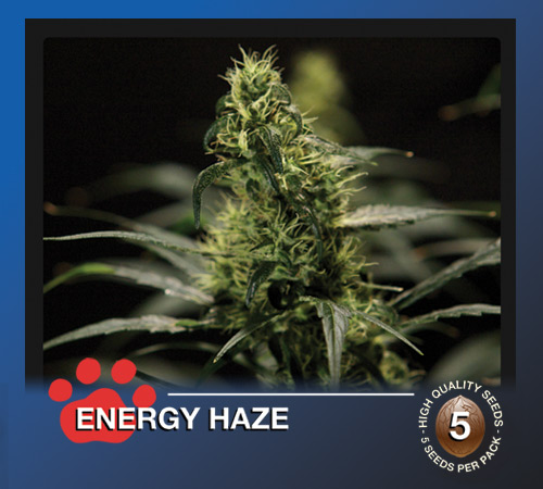 Energy Haze Hanf Samen