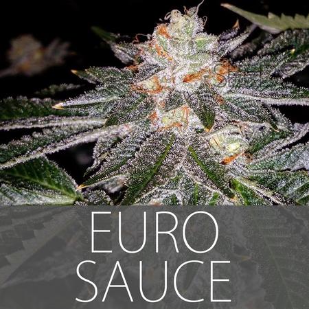 Euro Sauce Hanf Samen