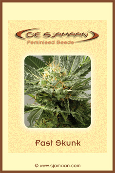 Fast Skunk Hanf Samen