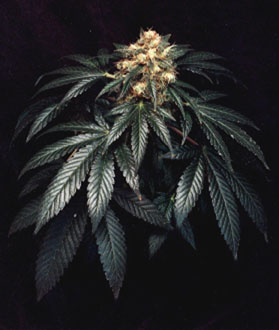 G12 Skunk Hanf Samen