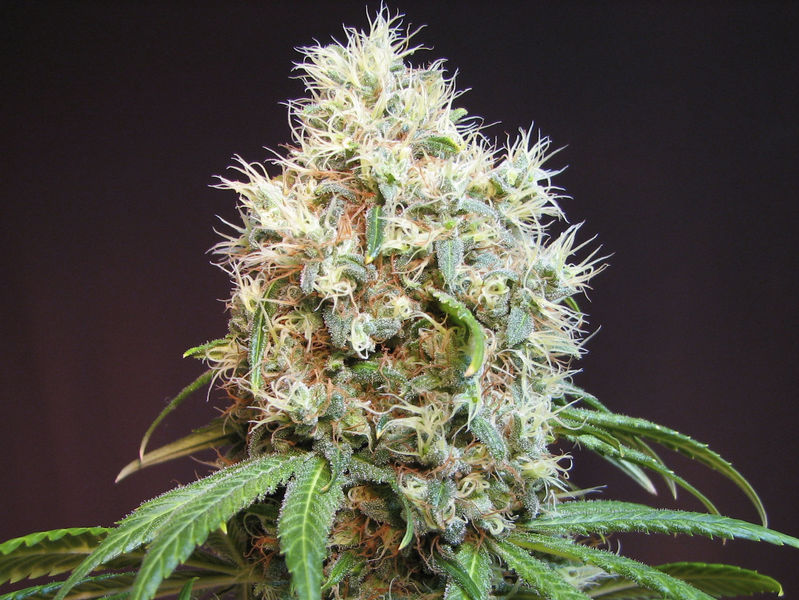 G13-Diesel Hanf Samen