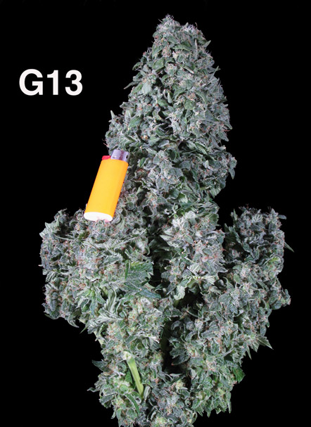 G13 Hanf Samen