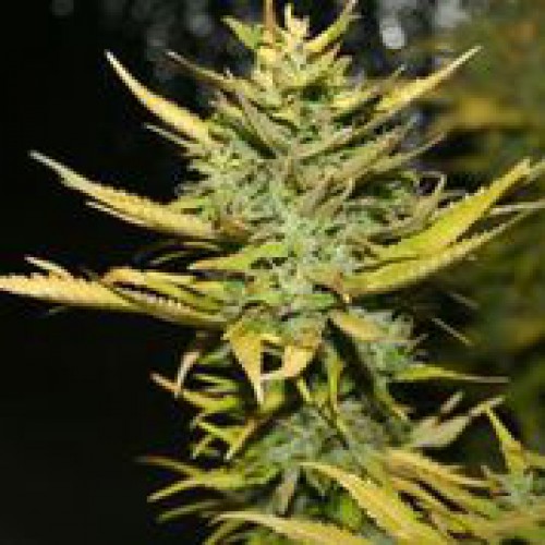 G13 Hashplant Hanf Samen