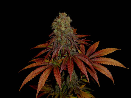 G13 Haze Rock Bud Hanf Samen