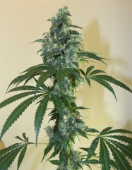 G13 x Amnesia Haze Hanf Samen