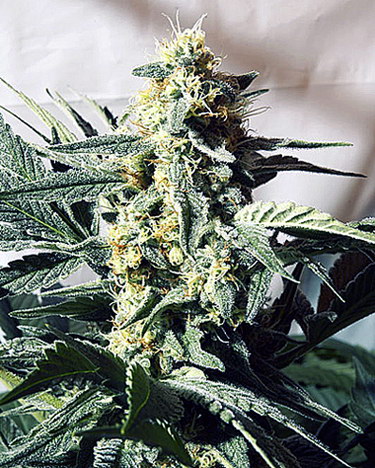 G13 x Widow Hanf Samen