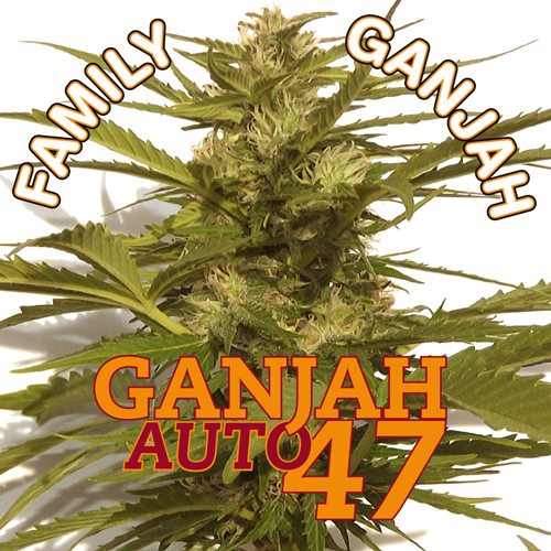 Ganjah Auto 47 Hanf Samen