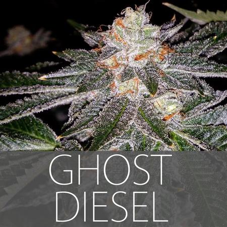 Ghost Diesel Hanf Samen