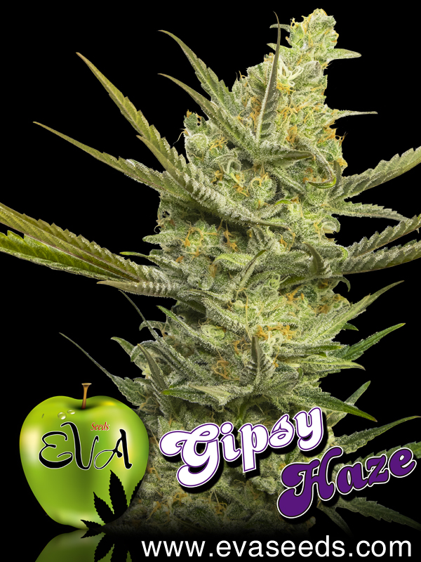 Gipsy Haze Hanf Samen