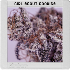 Girl Scout Cookies Hanf Samen