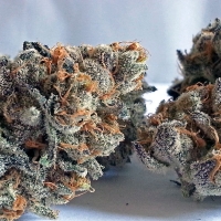 Girl Scout Cookies Bx1 Hanf Samen