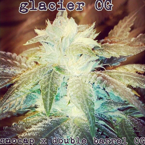 Glacier OG Hanf Samen