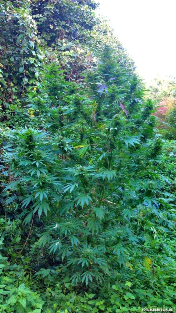 Gold Rush Outdoor Hanf Samen