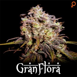 Gran Flora Hanf Samen