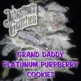 Grand Daddy Platinum PurpBerry Cookies Hanf Samen