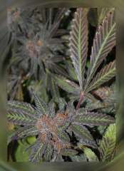 Grandaddy Purple S1 Hanf Samen