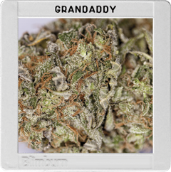 Granddaddy Purple Hanf Samen