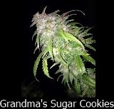 Grandma's Sugar Cookies Hanf Samen