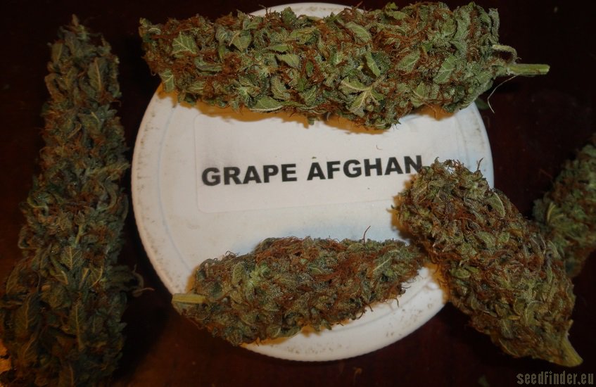 Grape Afghan Kush Hanf Samen
