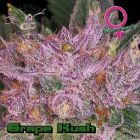 Grape Kush Hanf Samen