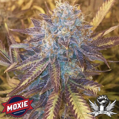 Grape Kush Hanf Samen