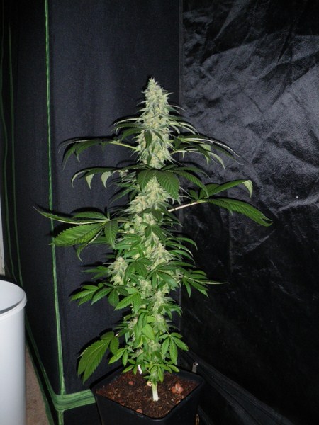 Great White Shark x Aloha WW Hanf Samen