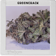 Green Crack Hanf Samen