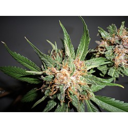 Green Crack Diesel Hanf Samen