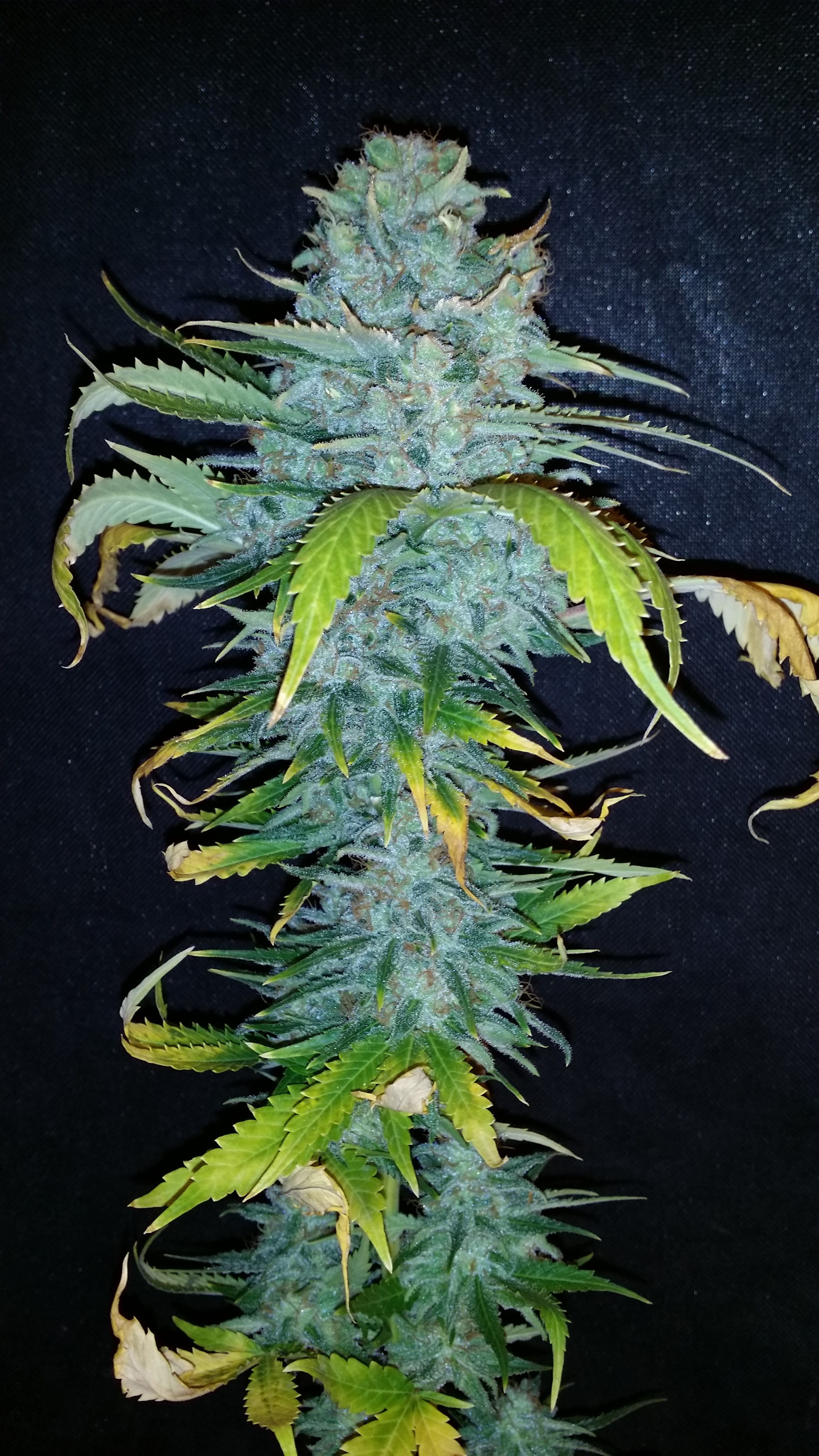 Green Hulk Hanf Samen