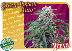 Green Poison Auto Hanf Samen