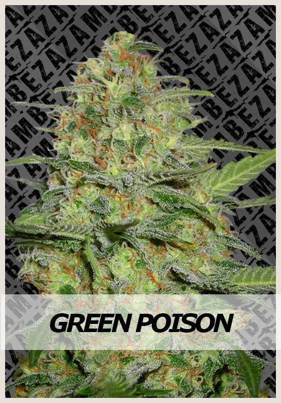 Green Poison Automatic Hanf Samen