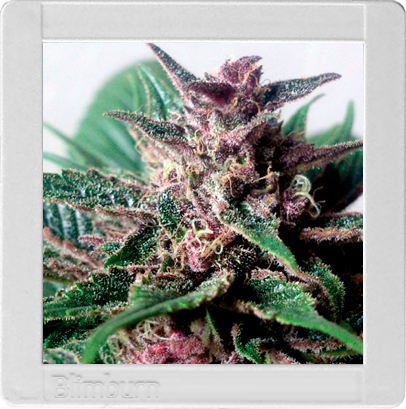 Grizzly Purple Auto Hanf Samen