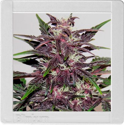 Grizzly Purple Kush Hanf Samen