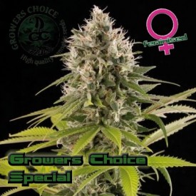 Growerschoice Special Hanf Samen