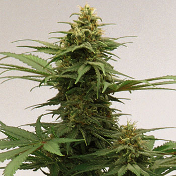 Growi Original Haze Hanf Samen