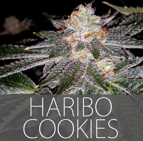 Haribo Cookies Hanf Samen